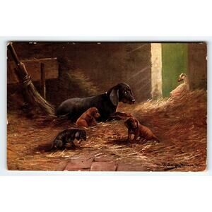 Postcard Dachshund Dog & Puppies In Barn Signed Muller Germany Illustrated 1908